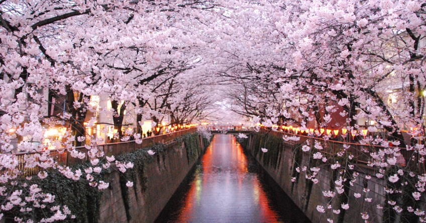 Japan - Cherry Blossom Special