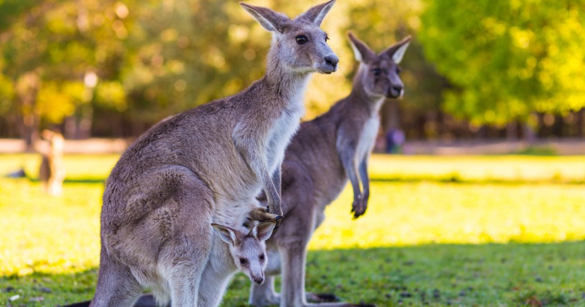 Amazing Australia